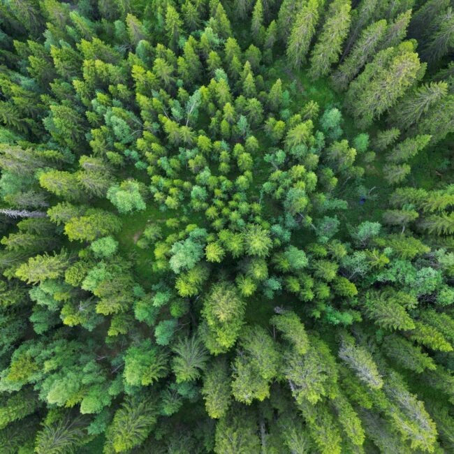 Aerial view of a dense green forest with a mix of evergreen and deciduous trees.