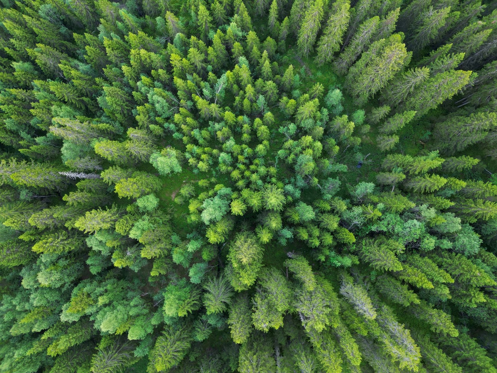 Aerial view of a dense green forest with a mix of evergreen and deciduous trees.